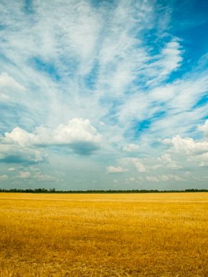 CAMPO